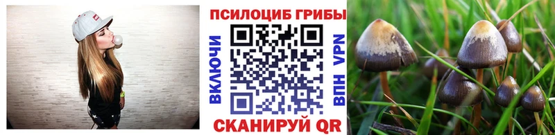 Псилоцибиновые грибы Psilocybe  Купить  Нижний Новгород 